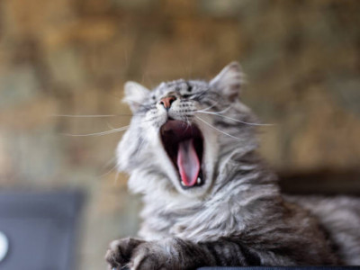 Есінеу миға пайдалы – зерттеу