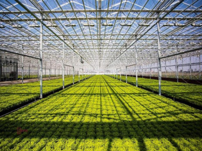 Түркістан облысында құны 42 млрд теңге болатын жылыжай іске қосылады