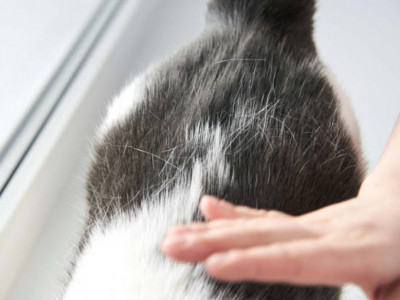 Мысық жүнінің құрамы таңғалдырды