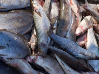 Қазақстанда балық өнімдерін өндіру көлемі артты