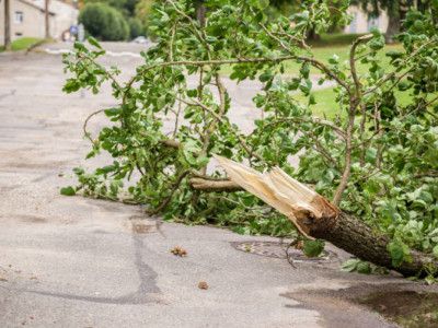 Шымкентте үстіне ағаш құлаған оқушы көз жұмды
