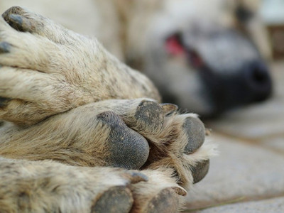 Алатау қаласында итті иесінің көзінше көліктің артына байлап сүйреген (ВИДЕО)