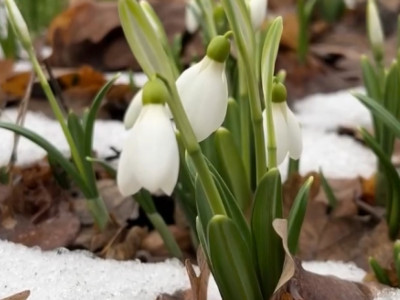 Алматыдағы бақта бәйшешек гүлдеді