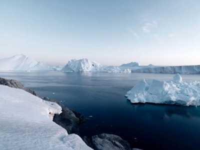 Антарктидада құстар қырылып жатыр