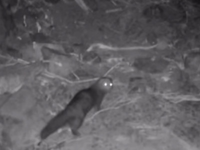 Алтын-Емел ұлттық паркінде сусарлар фототұзаққа түсіп қалды