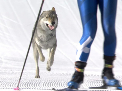 Қысқы олимпиада-2026: Шаңғышылардың соңынан жүгірген ит әлемге танылды