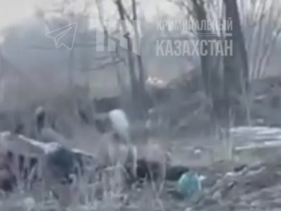 Алматы облысында бірнеше ит 52 жастағы әйелді талап тастаған (ВИДЕО)