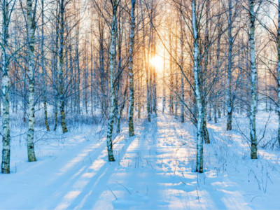 Қостанайда орман шаруашылығына жауапты тұлғалар жазаланды