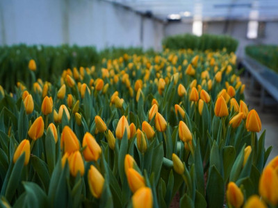 Түркістанда қызғалдақтар бүр жарды