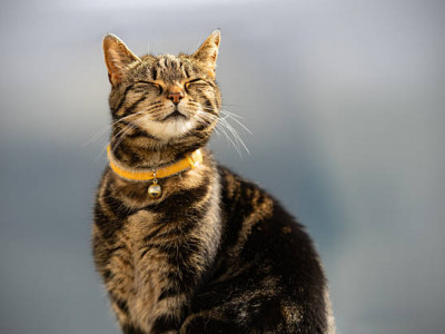 Мысық иесіне бауыр баспайды – венгр ғалымдарының зерттеуі