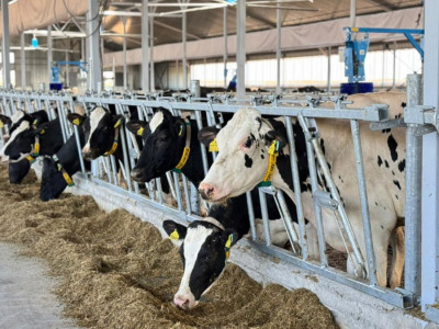 ШҚО-да 600 басқа арналған сүт-тауарлы фермасы іске қосылады