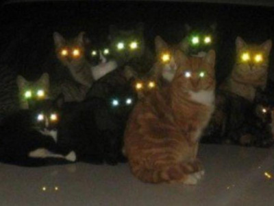 Мысықтың көзі қараңғыда неге жанады?