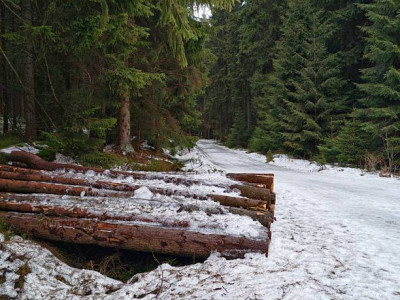 Шымкентте 976 гектар жер орман қорына берілді