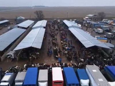 Түркістанда ветеринария заңнамасын бұзған 30-ға жуық адам ұсталды