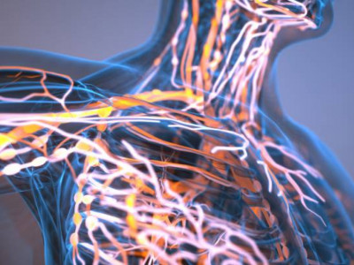 Иммундық жүйе қартайған сайын неге әлсірейді? – ғалымдар анықтауға жақын қалды