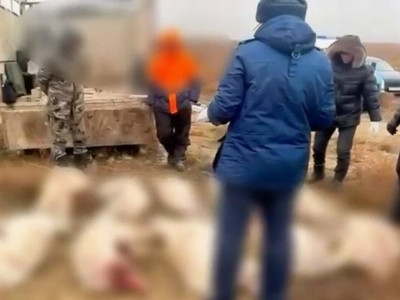 Ақтөбе облысында 14 киікті атқан браконьерлер ұсталды