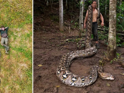 Ұзындығы 7 метрден асатын жылан Гиннестің рекордын жаңартты