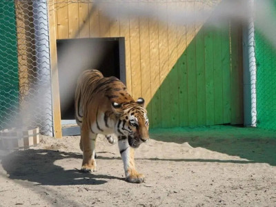 Қазақстанға тағы да бірнеше амур жолбарысы әкелінеді