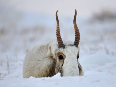 Ақтөбе облысында браконьерлердің көлігінен 14 ақбөкеннің еті табылды