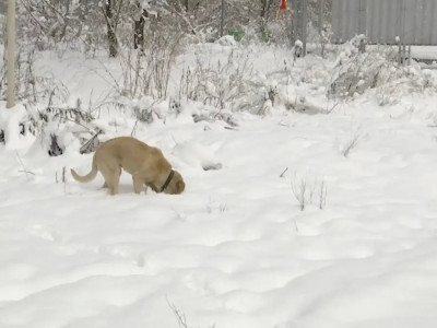 Алматыда терісі сыпырылған ит өлекселері табылды