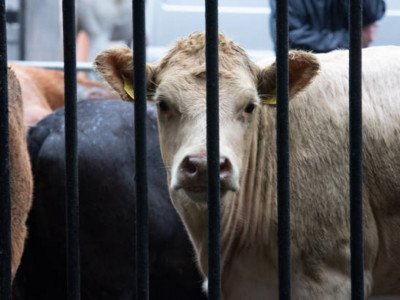 Түркістанда кәсіпкер келіншек 20 млн теңге заңсыз субсидия алған