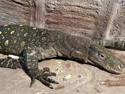 Алматы зообағына сирек кездесетін Жаңа Гвинеяның алып кесірткелері әкелінді