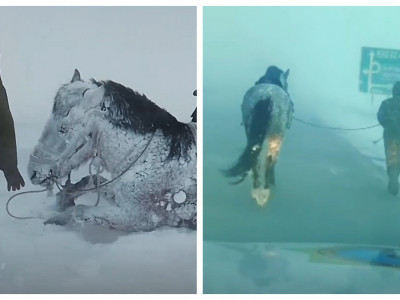 ТЖМ қызметкері жануарды құтқару үшін 3 шақырым жүгірген (ВИДЕО)