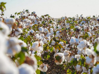 Соңғы 7 жылда Қазақстанда ауыл шаруашылығы өнімінің көлемі екі есеге жуық өсті