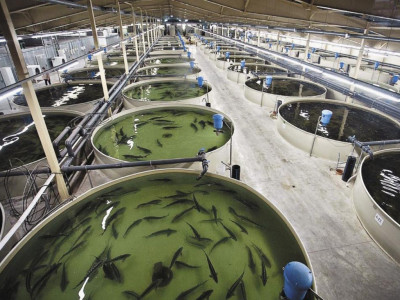 Атырау облысында жылына 130 тонна балық өндіретін балық өсіру кешені іске қосылды