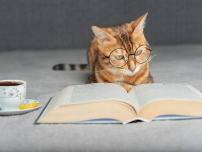 Мысық та ғылыми мақала жаза алады: "физик ғалым" Честердің ерекше оқиғасы