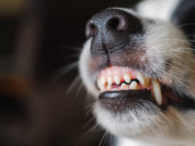 Батыс Қазақстанда 262 адамды ит қапқан