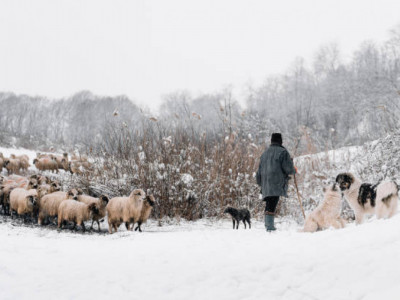 «Жан керек екен»: 5 күн далада жатып қалған малшы оқиғаның қалай болғанын айтты