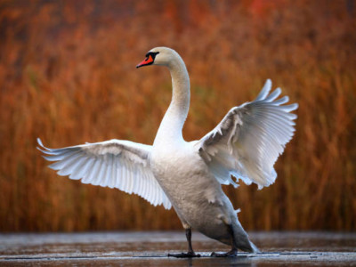 Каспий теңізі жағалауынан аққулардың өлекселері табылды