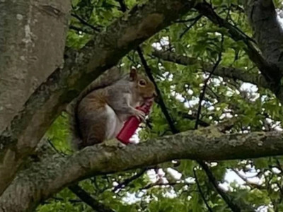 Ұлыбританияда тиіндер электронды темекіге әуес бола бастады
