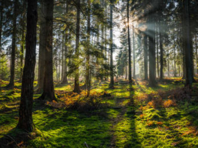 Ақтөбе облысында орман қоры ұлғайды