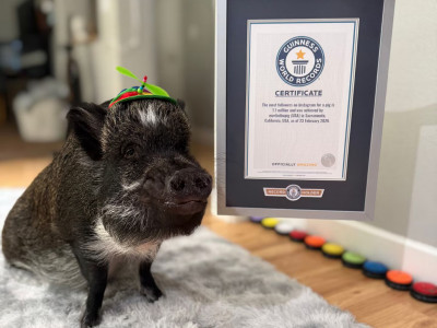 Сөйлейтін шошқа Гиннестің рекордтар кітабына енді