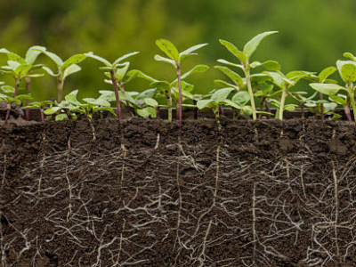 Ақмола облысында шенеуніктер инвестордан 16 мың гектар жерді алып қоймақ болған