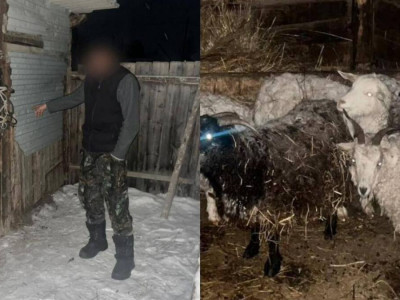 Шығыс Қазақстанда қорадағы малды шанаға салып алып кеткендер ұсталды