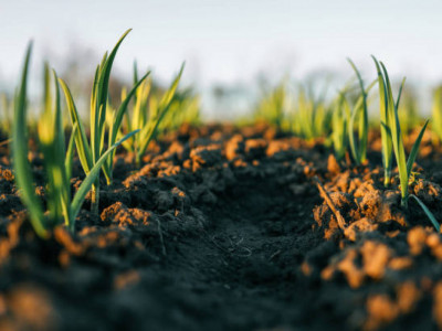 Жамбылда шаруаларға жер бермегендер жауапқа тартылды