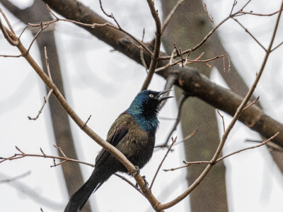 Қазақстанда құстың 20 жаңа түрі табылды