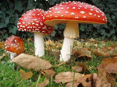 Саңырауқұлақтар “сөйлесе” алады: ғалымдар ақпарат алмасу механизмін анықтады