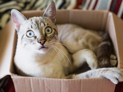 Ғылым іш пыстырмайды: ең күлкілі 5 ғылыми зерттеу