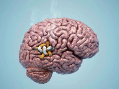 Темекі шегу миды кішірейтеді – Британ ғалымдары