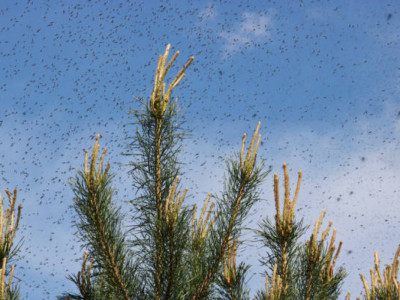 Астанада маса мен шіркейге қарсы күрес жұмысы қалай өтеді?