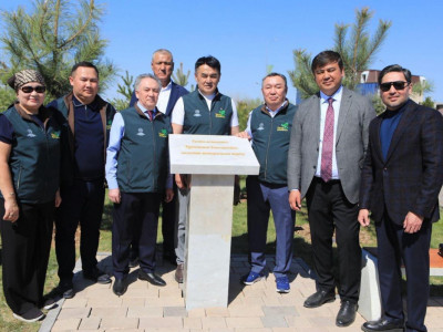 Түркістанға Баянауыл қарағайы егілді