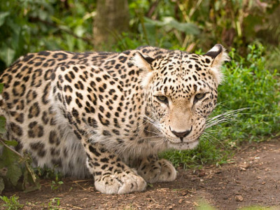 Манғыстау облысында сирек кездесетін барыс бейнетаспаға түсті