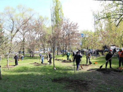 Таза Қазақстан: Биыл Алматыда 550 мыңнан астам ағаш пен бұта егіледі