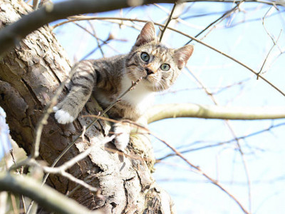 Павлодарда мысықты талдан түсірмек болған ер адам көз жұмды