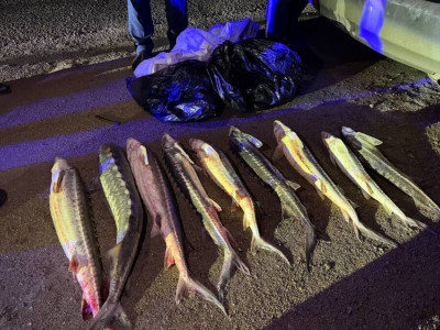 Ақтауда қызыл балықты заңсыз тасымалдаған азамат ұсталды