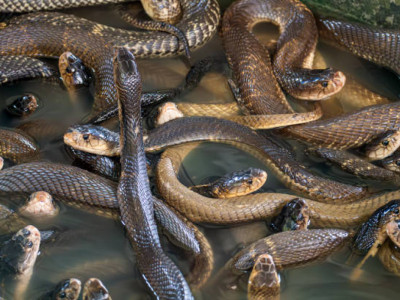 Үндістан шекарасын жылан мен қолтырауынға қорғатпақ